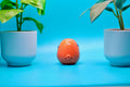 Limited Desk Buddy C (series 1)